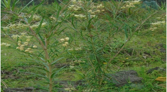 Asclepiadaceae